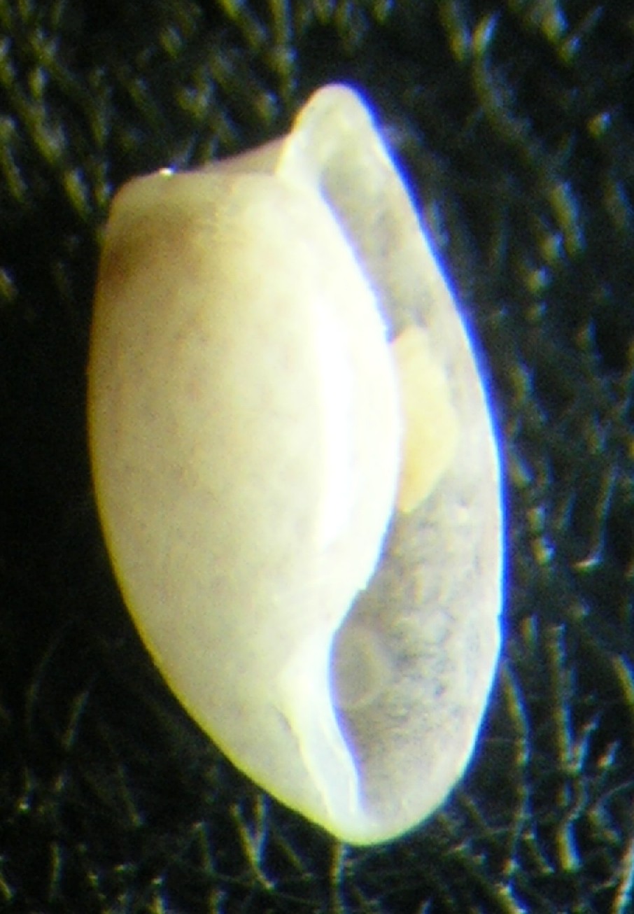 Bulla striata juv.